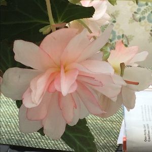 Meet your Posher, Debra